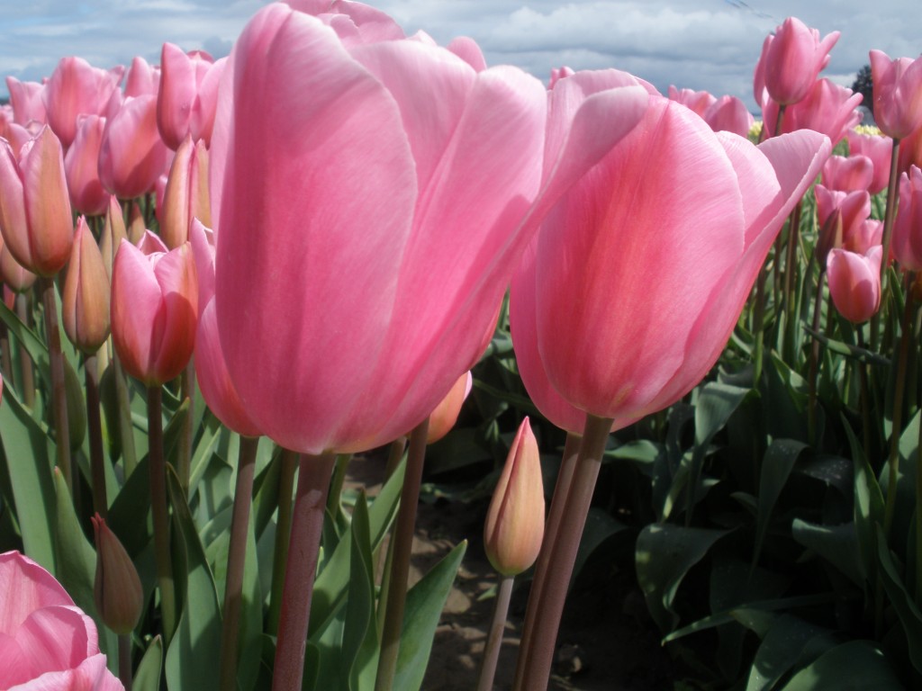 Hypnotic Tulips - Connie Brannan photo