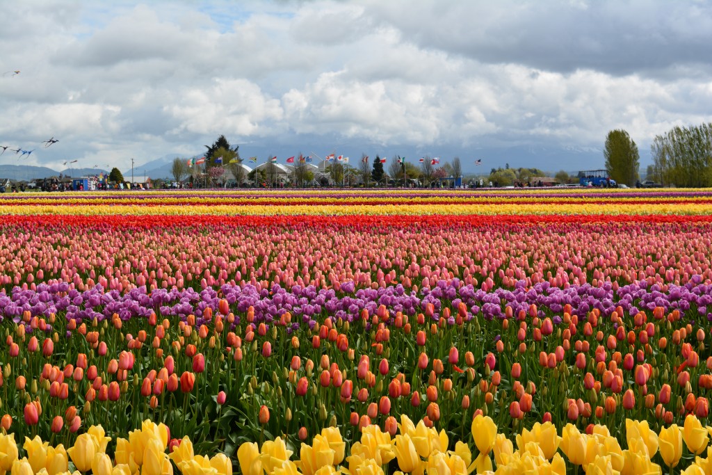 Hypnotic Tulips - Michael Brannan